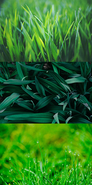 Buy Evolution seed for a variety of grass species