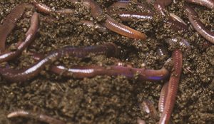 Buy Evolution seed as part of the Regenerative Turf System that also improves soil biology 